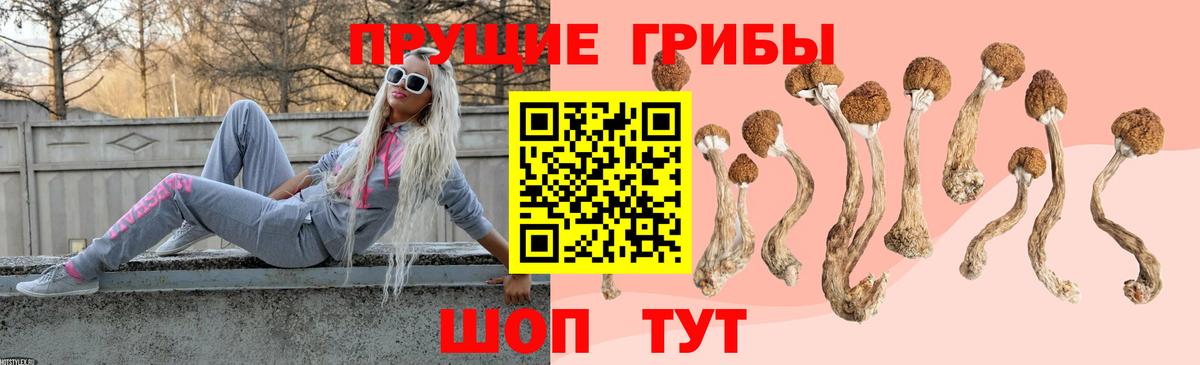 Псилоцибиновые грибы Psilocybe Сухой Лог